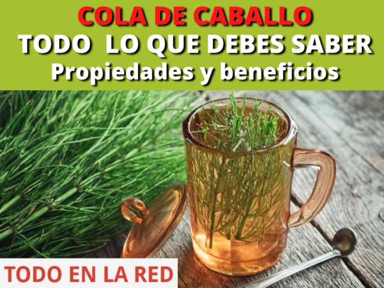 COLA DE CABALLO Propiedades y beneficios Todo en la red
